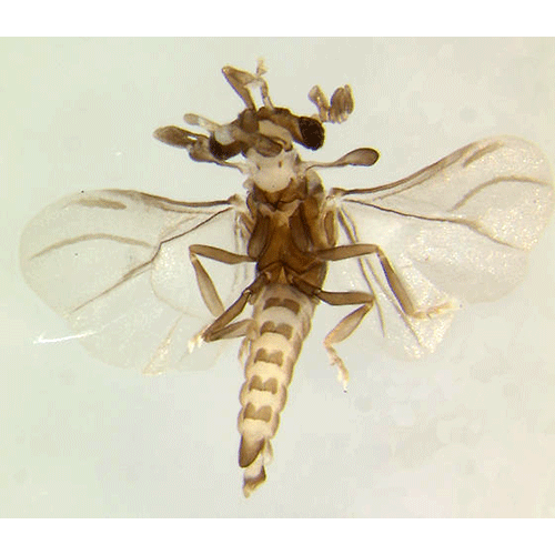 Семейство Halictophagidae фото