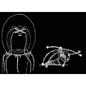 Семейство Halimedusidae  фото