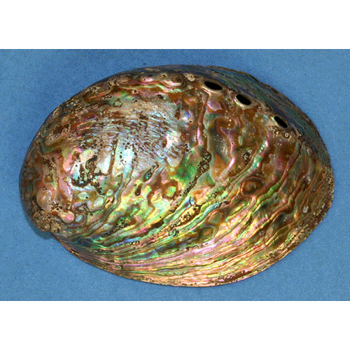 Семейство Haliotoidea  фото