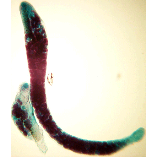 Семейство Halipegidae фото