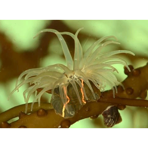 Семейство Haliplanellidae  фото