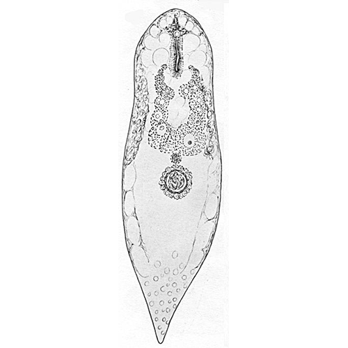 Семейство Hallangiidae  фото