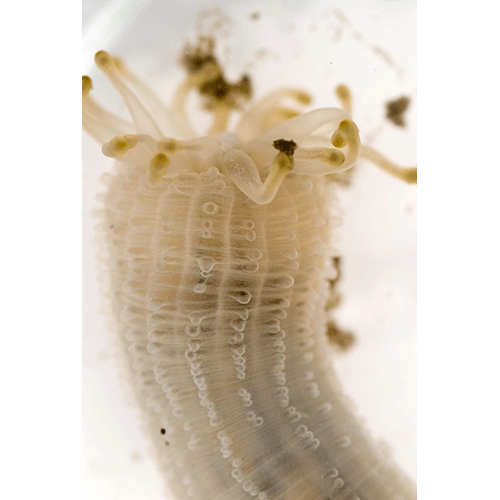 Семейство Haloclavidae  фото