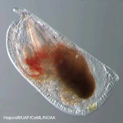 Отряд Halocyprida  фото
