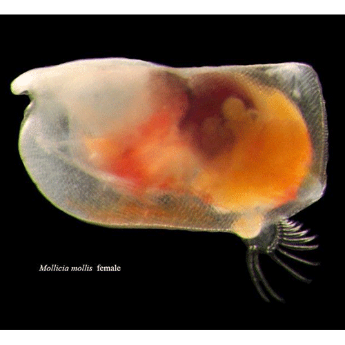 Семейство Halocypridoidea фото