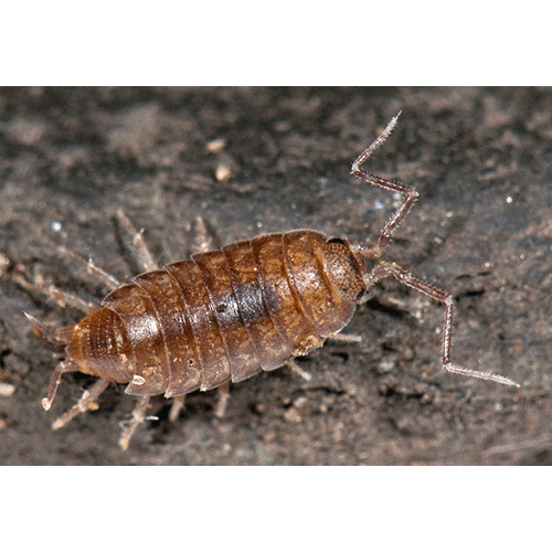 Семейство Halophilosciidae фото