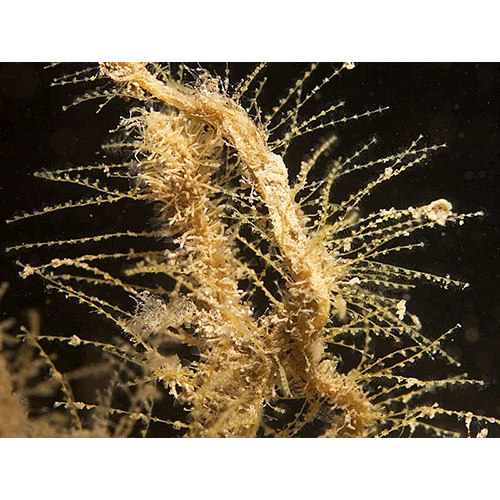Семейство Halopterididae  фото