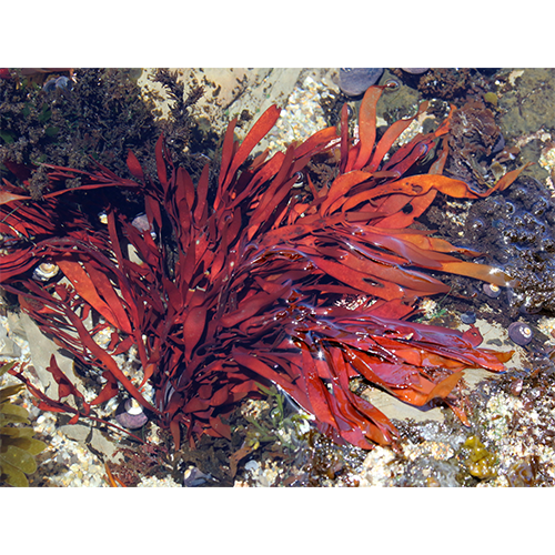 Отряд Halymeniales фото