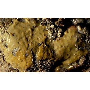 Семейство Hamacanthidae  фото