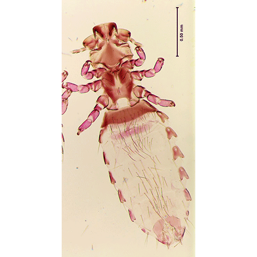 Семейство Hamophthiriidae фото