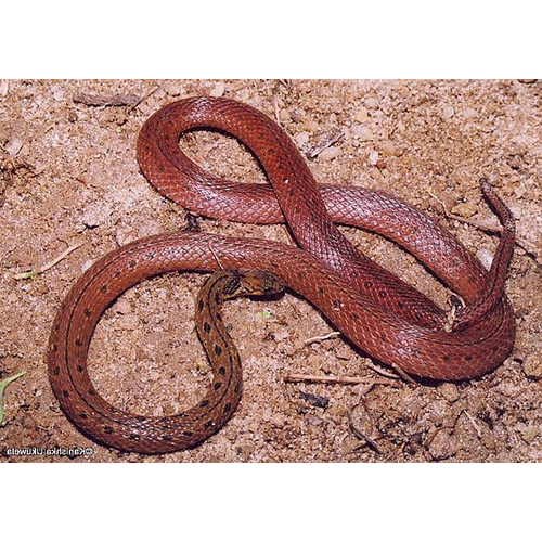  Род Haplocercus  фото