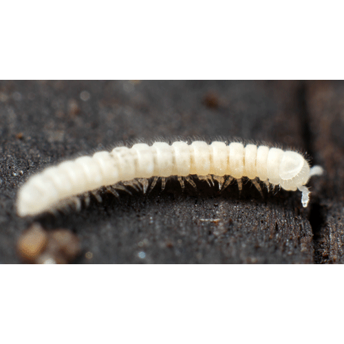 Семейство Haplodesmidae фото