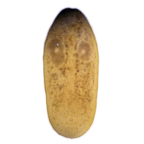 Семейство Haploposthiidae  фото