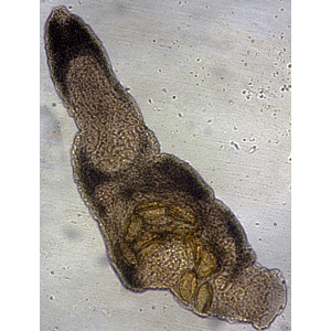 Семейство Haplosplanchnidae фото