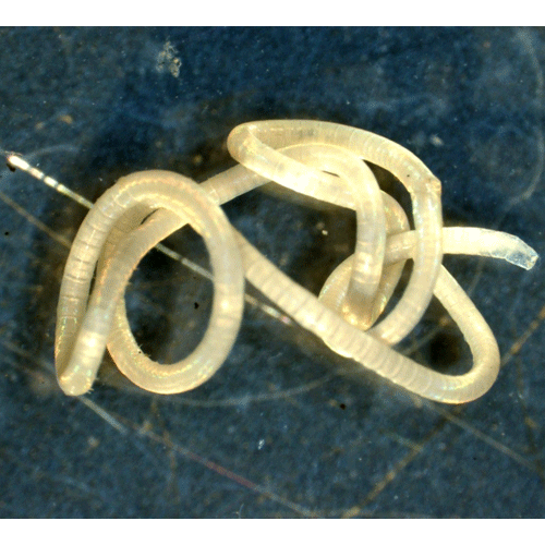 Семейство Haplotaxidae фото