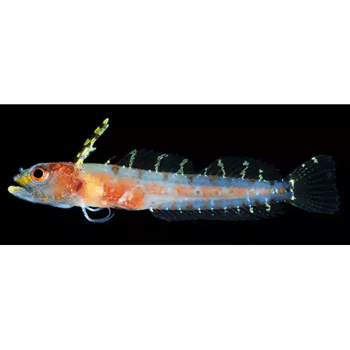 Род Haptoclinus фото