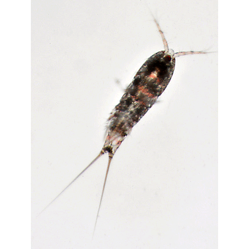 Семейство Harpacticidae фото