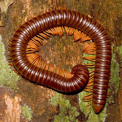 Семейство Harpagophoridae фото
