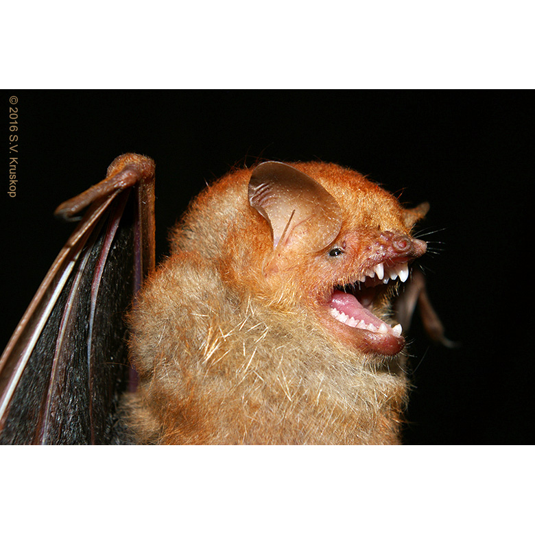 Шерстокрылый трубконос (Harpiocephalus harpia) Фото №7