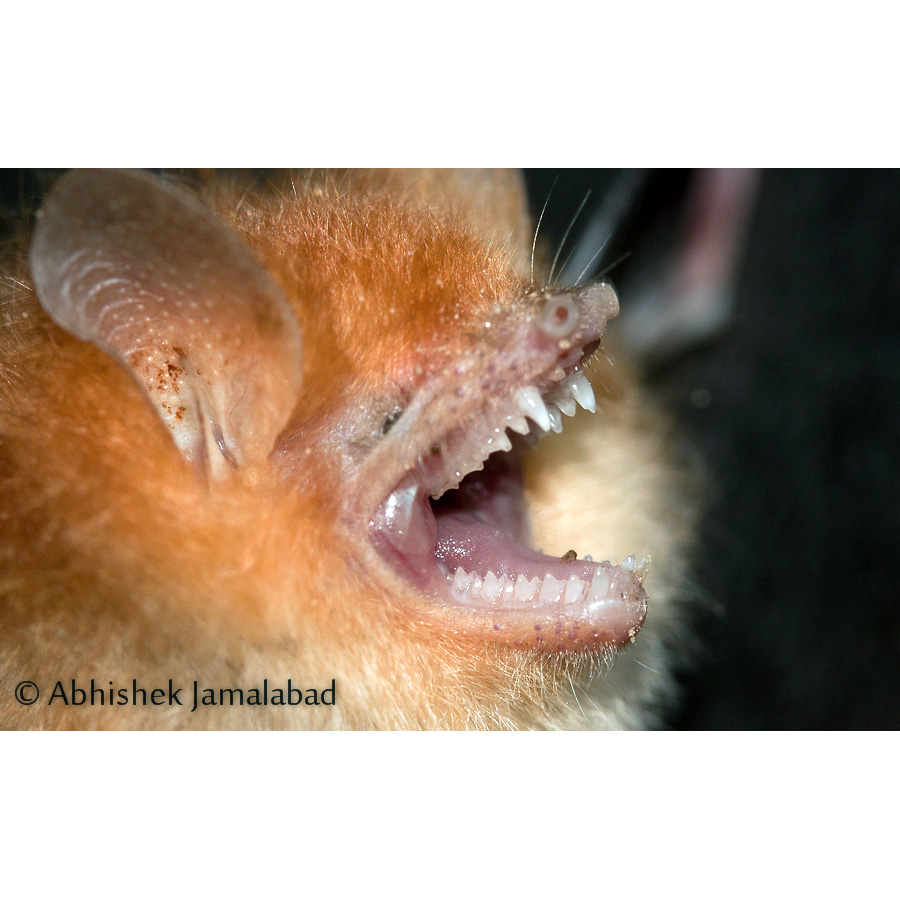 Шерстокрылый трубконос (Harpiocephalus harpia) Фото №8
