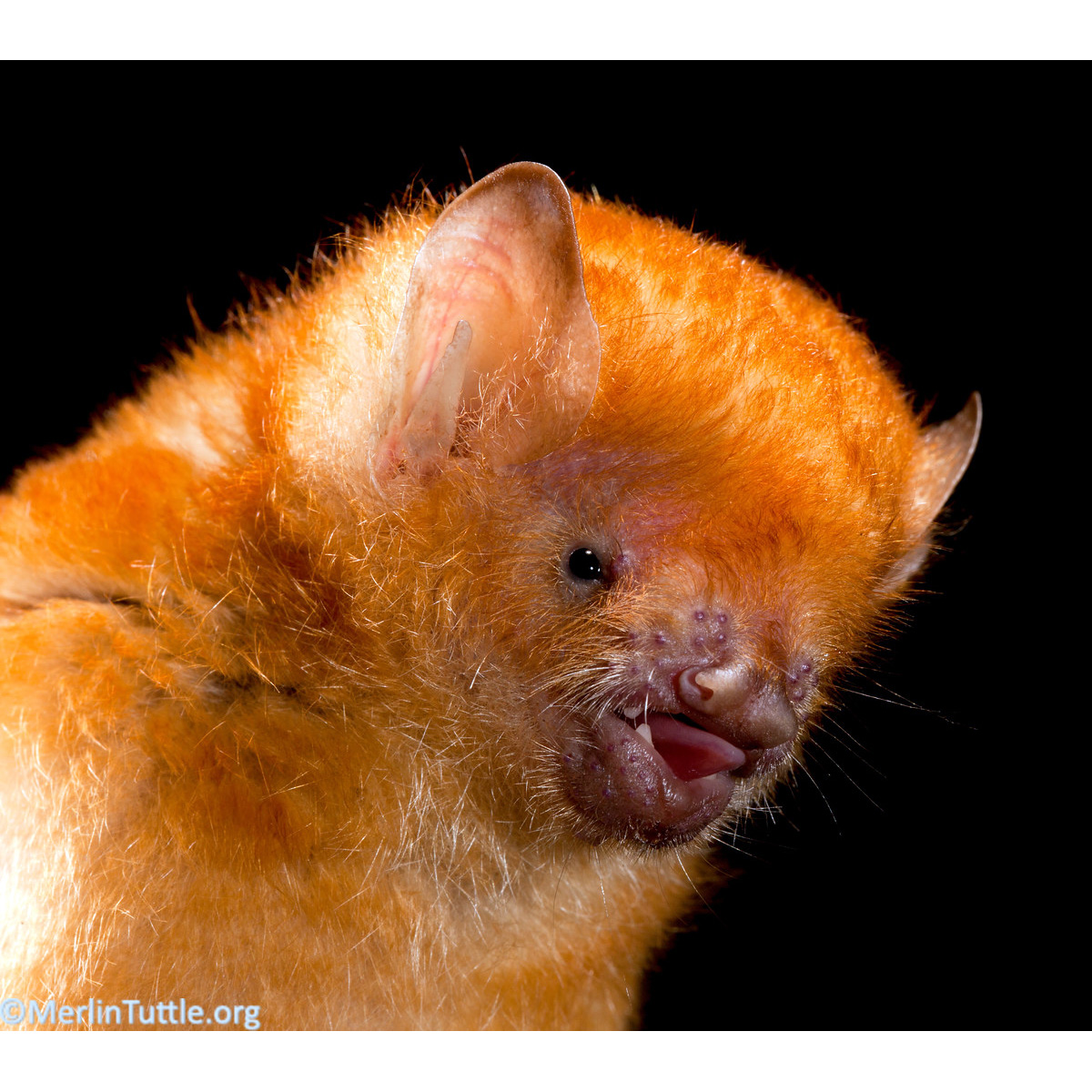 Шерстокрылый трубконос (Harpiocephalus harpia) Фото №9