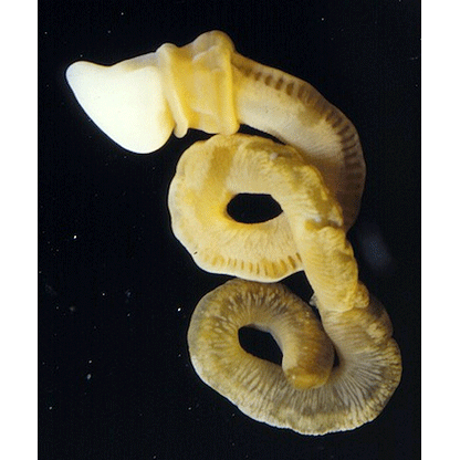 Семейство Harrimaniidae  фото