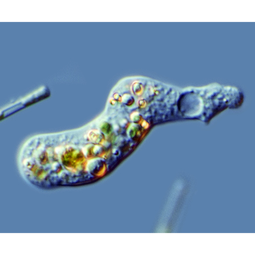 Семейство Hartmannellidae фото