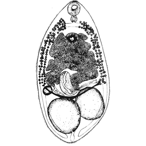 Семейство Hasstilesiidae  фото