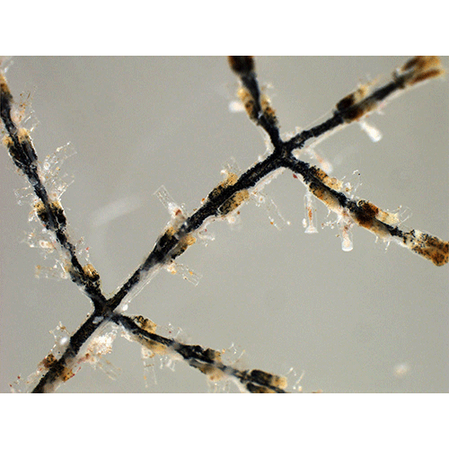 Семейство Hebellidae  фото