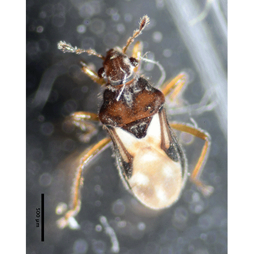 Семейство Hebroidea фото