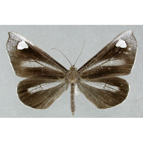 Семейство Hedyloidea фото