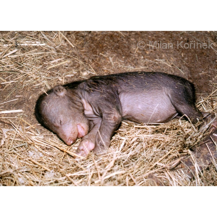 Малайский медведь (Helarctos malayanus) Фото №9
