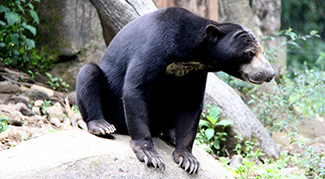 Procyon cancrivorus euryspilus