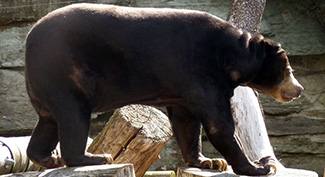 Procyon cancrivorus malayanus