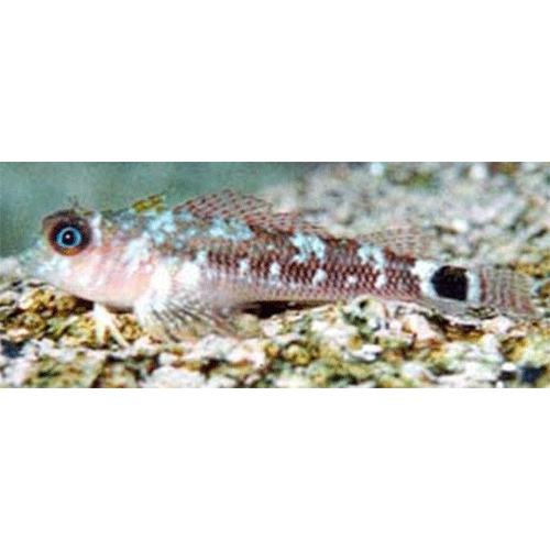 Род Helcogrammoides фото