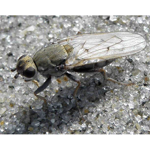 Семейство Helcomyzidae фото