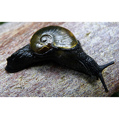 Семейство Helicarionoidea  фото
