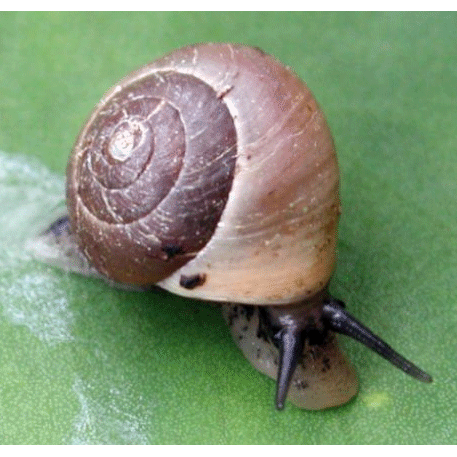 Семейство Helicinoidea  фото