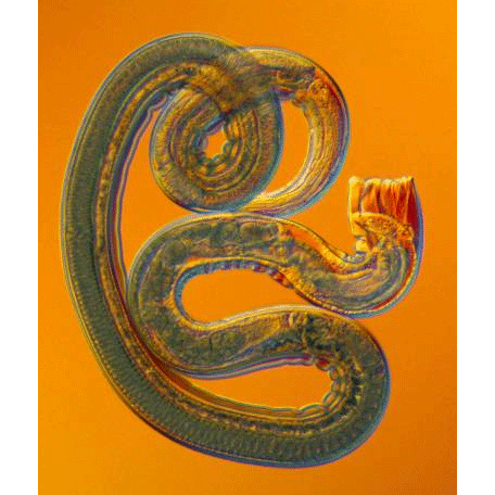 Семейство Heligosomidae  фото