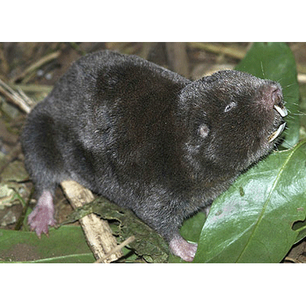 Род Heliophobius  фото