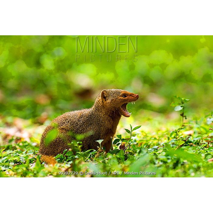 Крошечный мангуст (Helogale hirtula) Фото №7