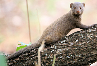 Helogale parvula parvula
