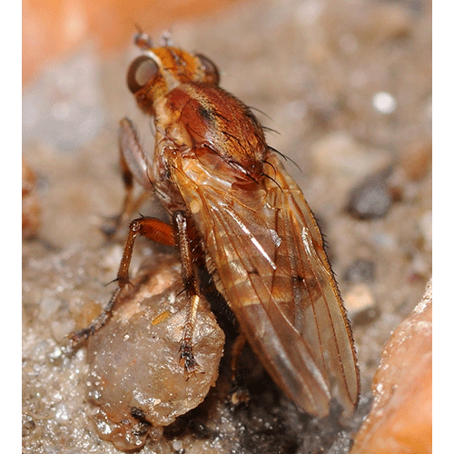 Семейство Helosciomyzidae фото