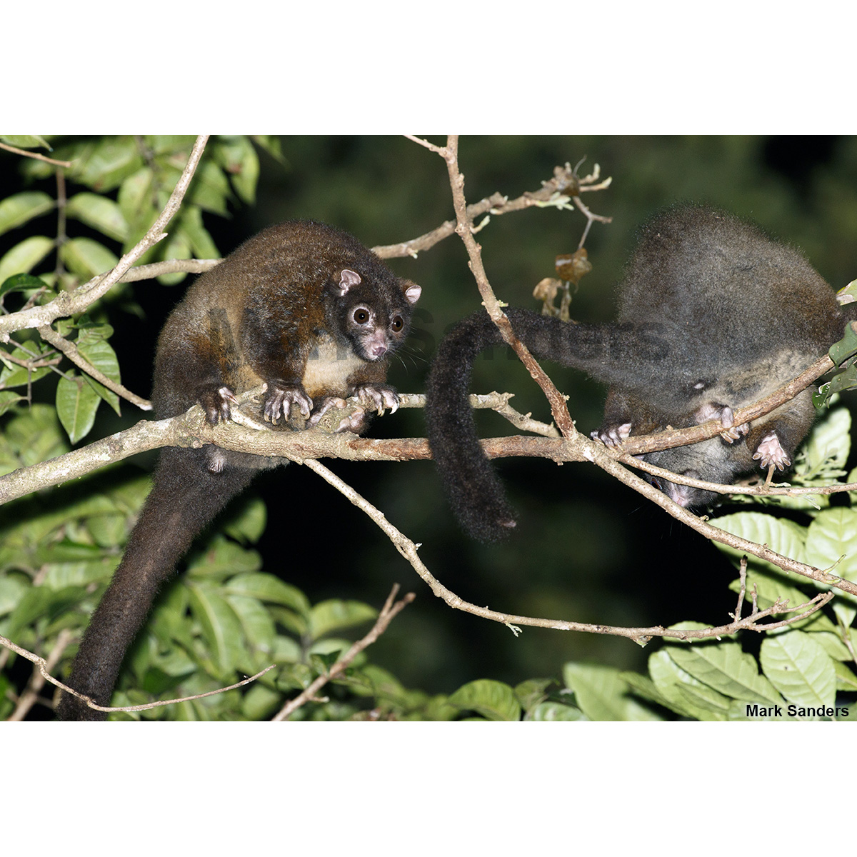 Лемуровый кускус (Hemibelideus lemuroides) Фото №3