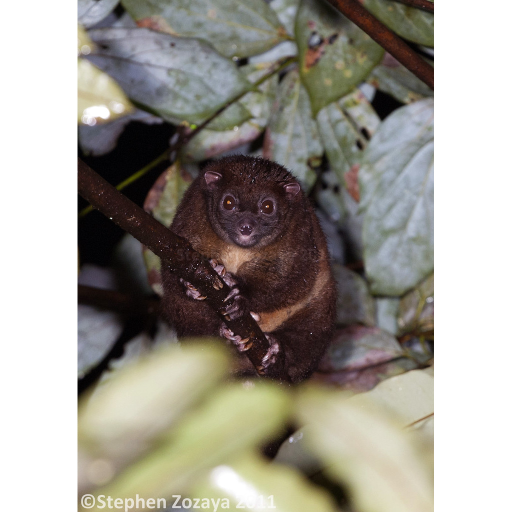 Лемуровый кускус (Hemibelideus lemuroides) Фото №5
