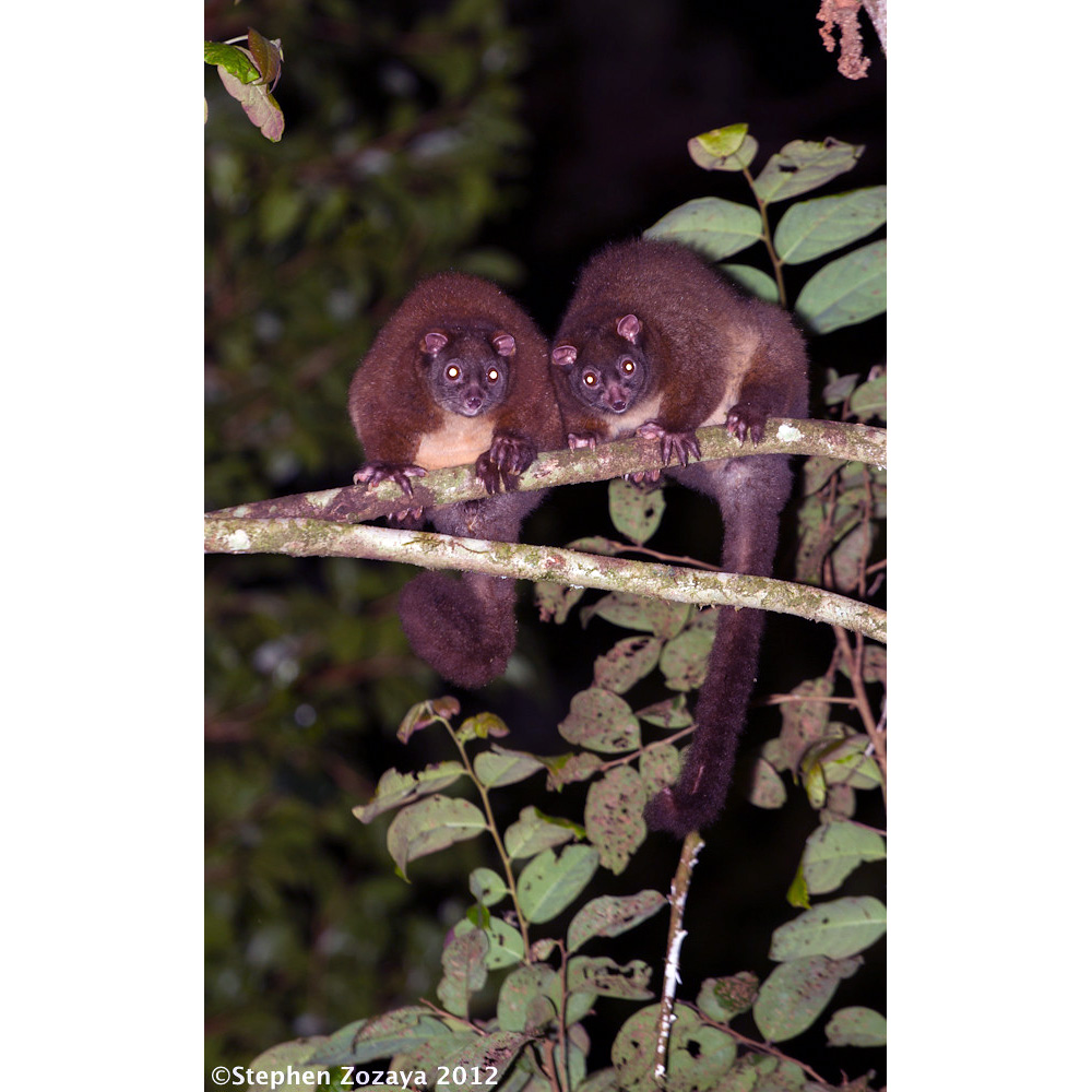 Лемуровый кускус (Hemibelideus lemuroides) Фото №7