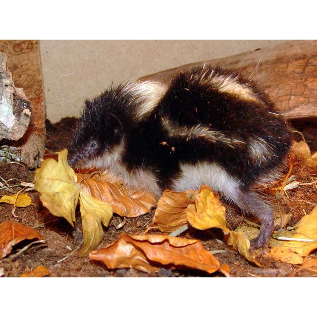 Hemicentetes nigriceps Фото №2
