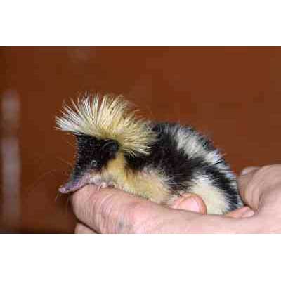 Hemicentetes nigriceps Фото №3