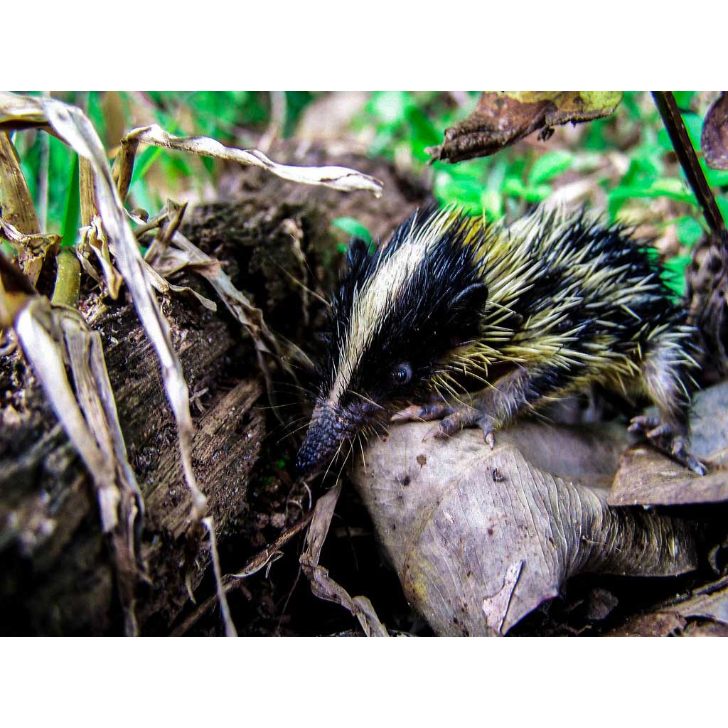 Hemicentetes nigriceps Фото №4