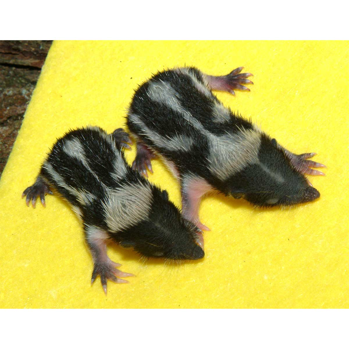 Hemicentetes semispinosus Фото №6